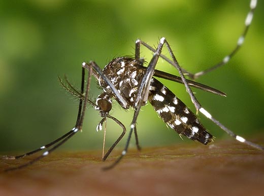 Mosquito with Zika Virus